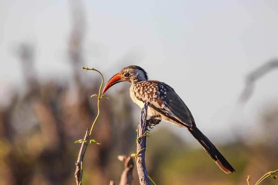 Tanzanian Red-billed Hornbill